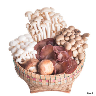 Edible Wild Mushrooms