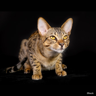 Egyptian Mau Breed