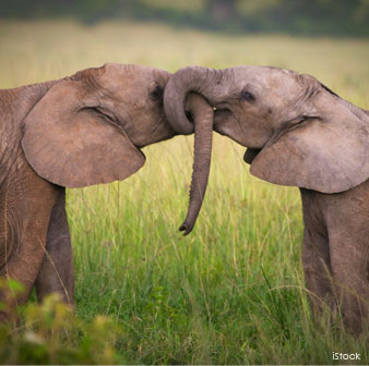 Elephants Have Impressive Trunks