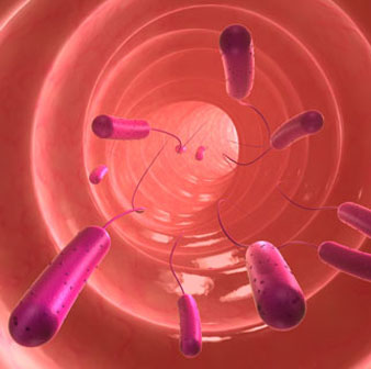 Menos Excesso de Bactéria Permanecendo em seus Intestinos