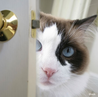 Fearless Ragdoll