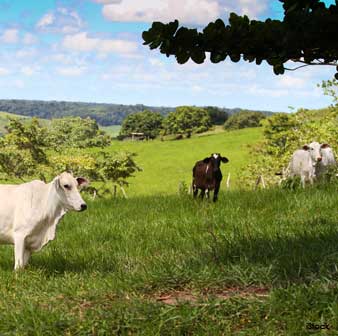Grass-Fed Beef