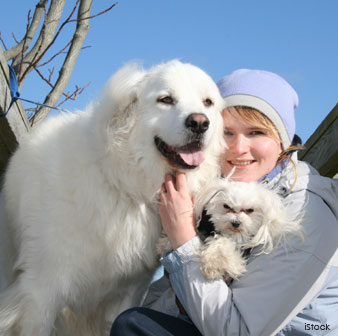 Great Pyrenees