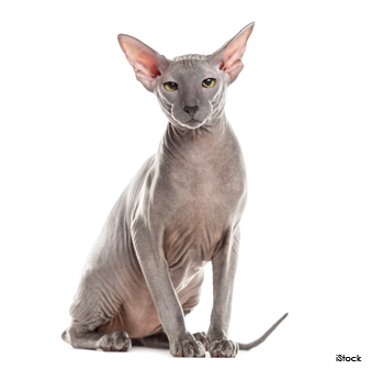 peterbald