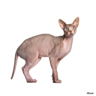 hairless sphynx cat