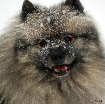 Keeshond