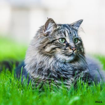 maine coon breed