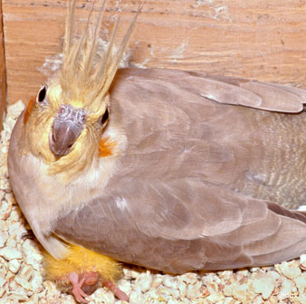 Female Cockatiel