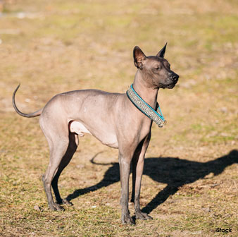 mexican hairless dog