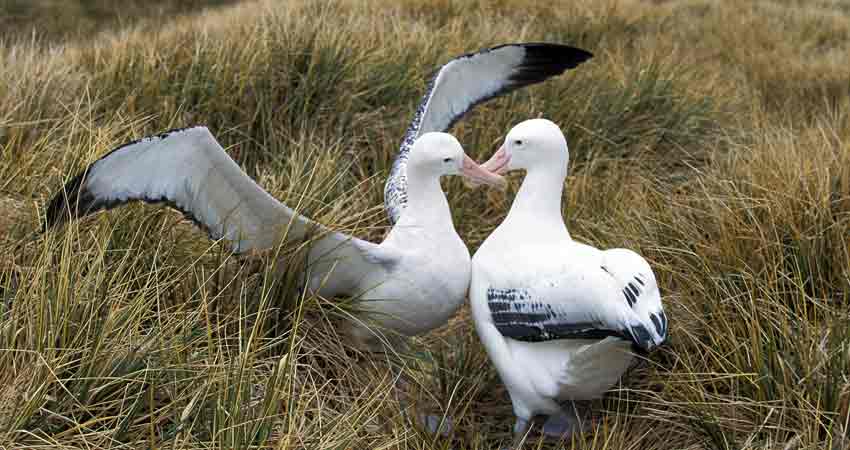 albatross