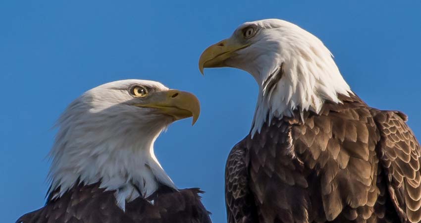 bald eagles