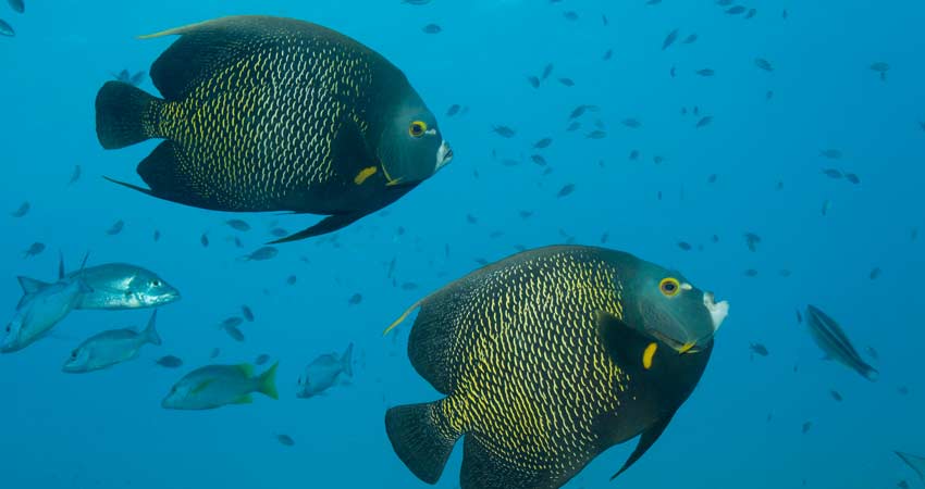 french angelfish
