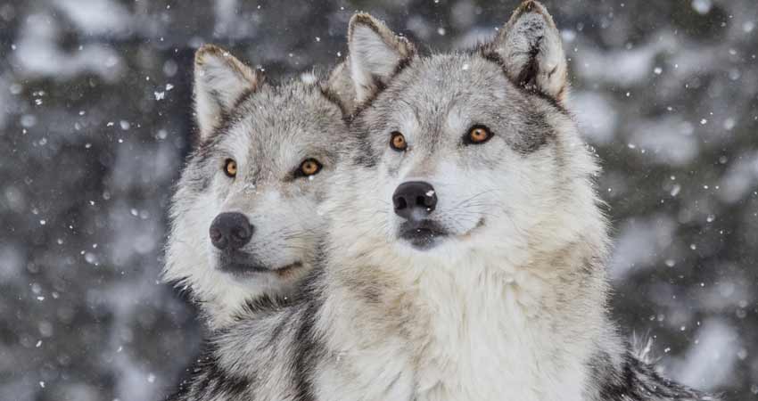 wolves