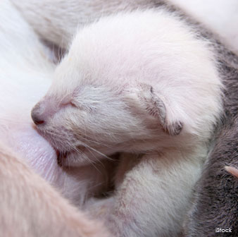Newborn Siamese Kitten