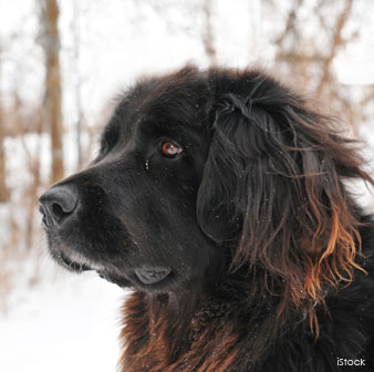 Newfoundland