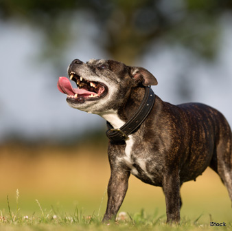 old dogs don't change 