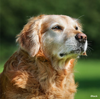old dogs unruffled dignity