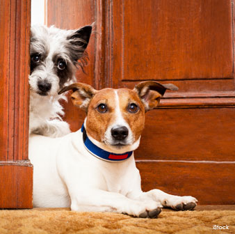 Old dogs can be a good example for younger dogs 