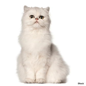 persian
