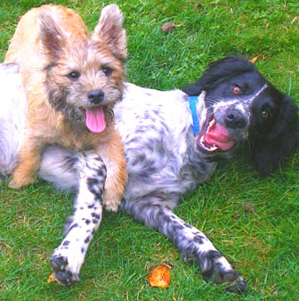 playdates for dogs