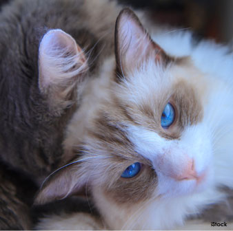 Ragdolls Have Blue Eyes
