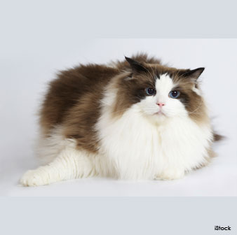 ragdoll breed