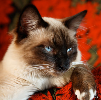 Ragdoll Cat Breed