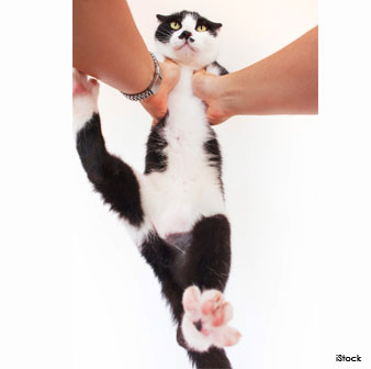 ragdoll cat