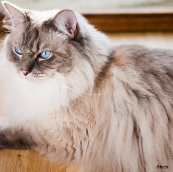 Ragdoll Coat