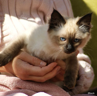 Ragdoll Kitten