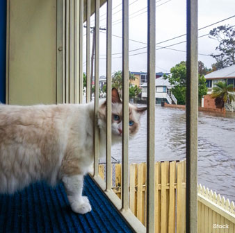  Ragdoll Pet Cat
