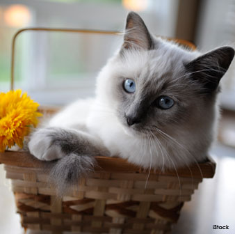 ragdoll