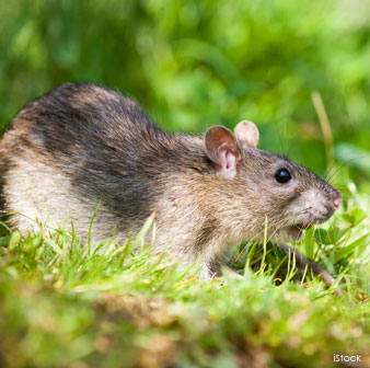 Nostrils of Rats