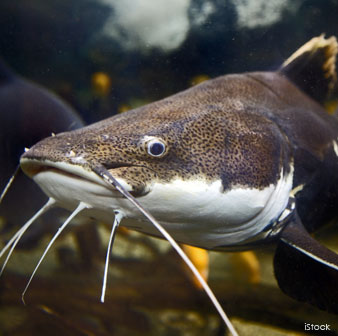 Redtail Catfish