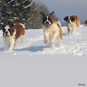 Saint Bernard