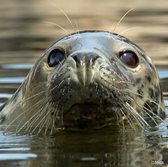 Seal Whisker
