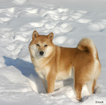 Shiba Inu
