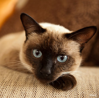 siamese breed