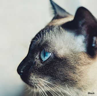 Siamese Cat Breed