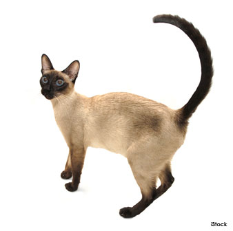 Siamese Cat