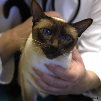 Siamese Health Check-up