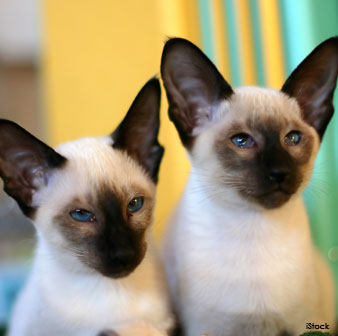 Siamese Kittens