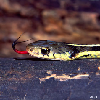 Snakes Have Forked Tongue