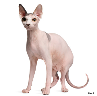 sphynx breed