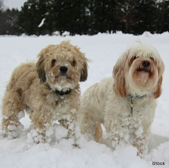 Tibetan Terrier