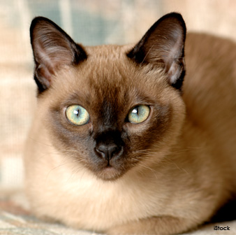 Tonkinese