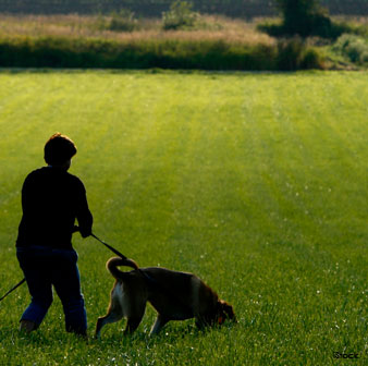tracking dog