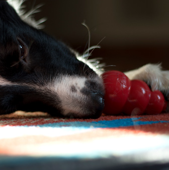 treat release dog toy